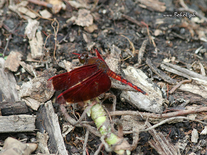 Dragonfly