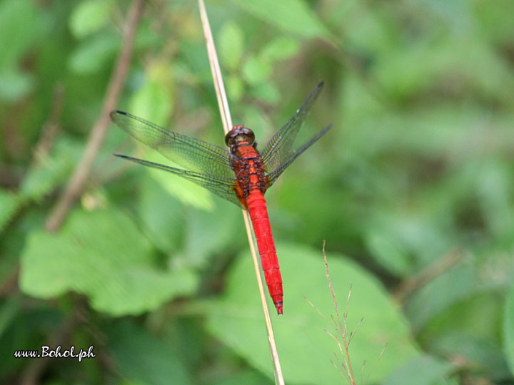 Dragonfly