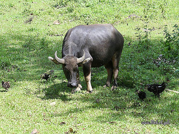 Carabao