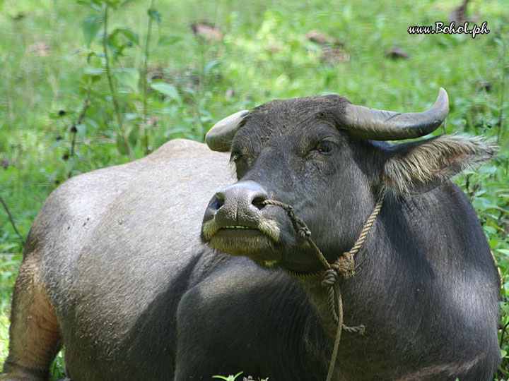 Carabao