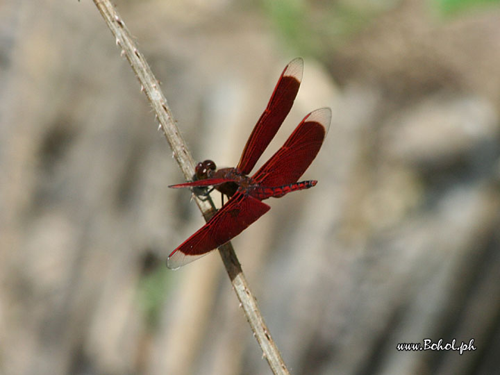 Dragonfly