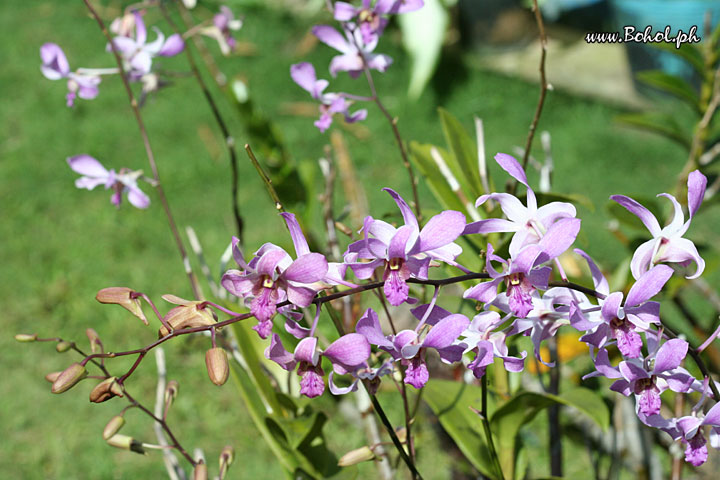 Orchids