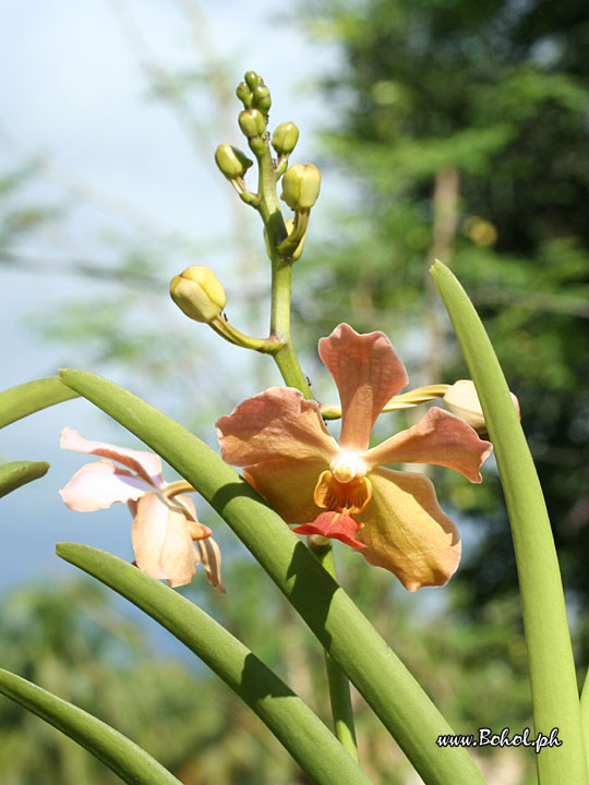 Orchids