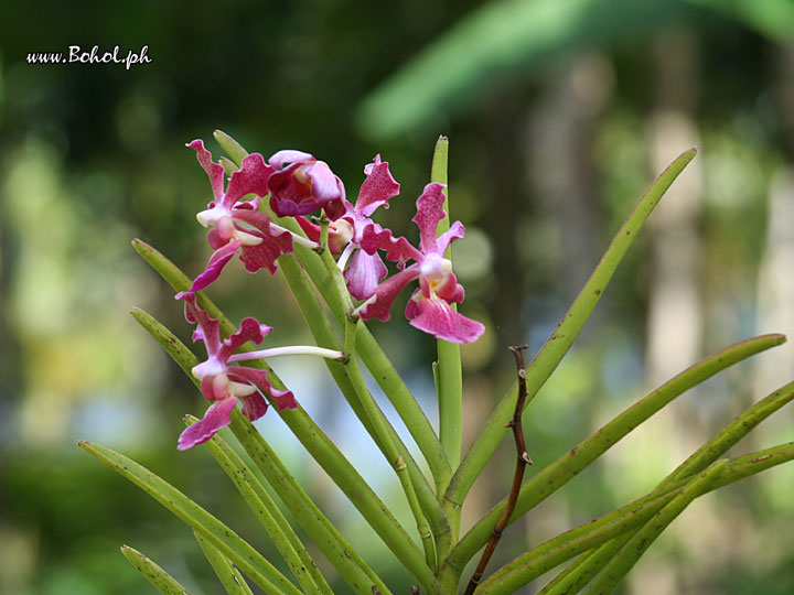 Orchids