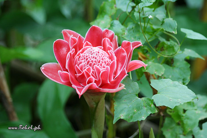 Red Ginger Lily