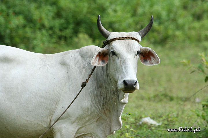 Cow