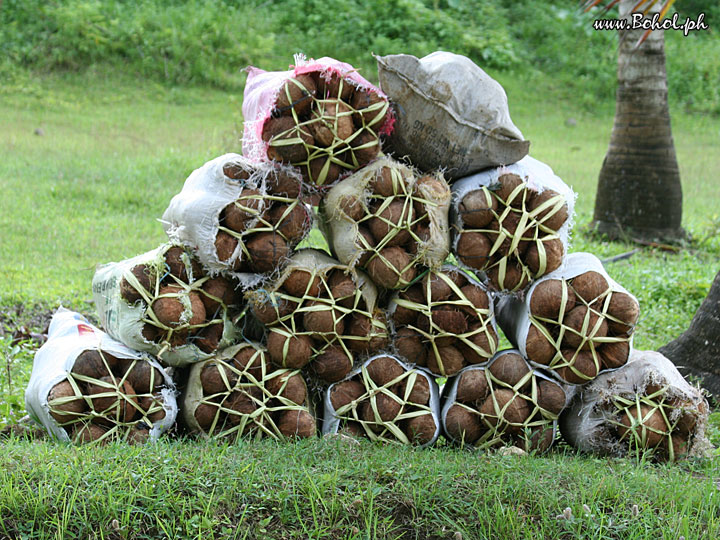 Coconut Shells