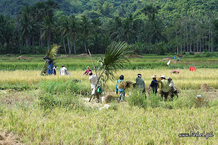 Harvesting Rice