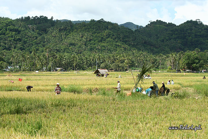 Harvesting Rice