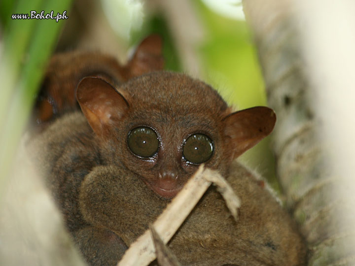 Philippine Tarsier