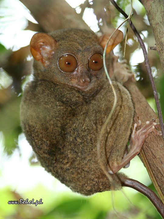 Philippine Tarsier