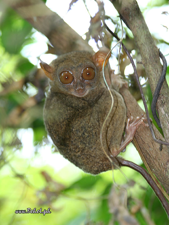 Philippine Tarsier