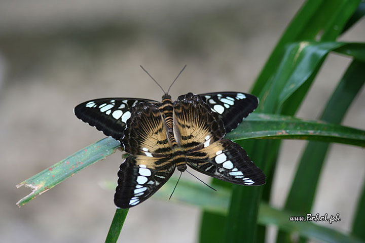 Butterflies