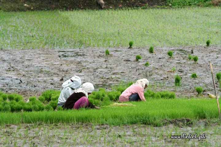 Rice Fields