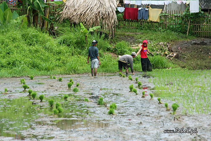 Planting Rice