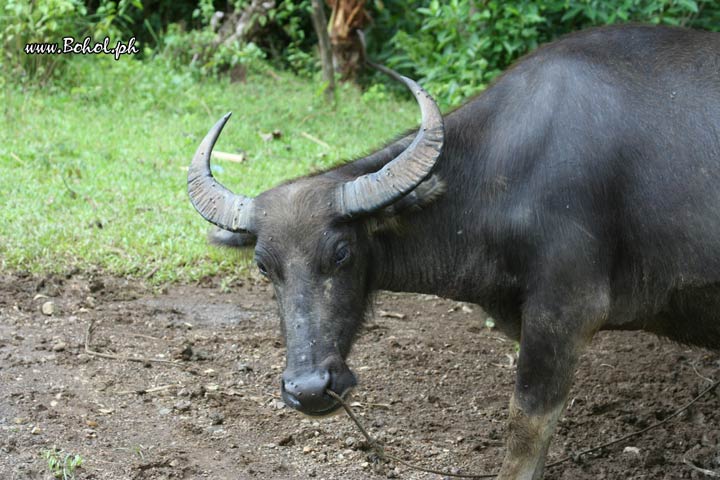 Carabao