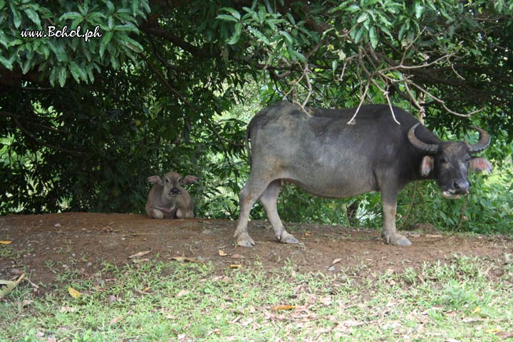 Carabao with Calf