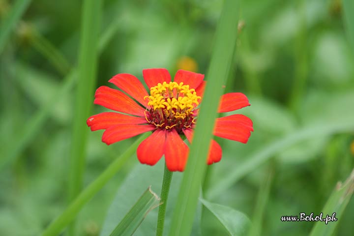 Zinnia Elegans