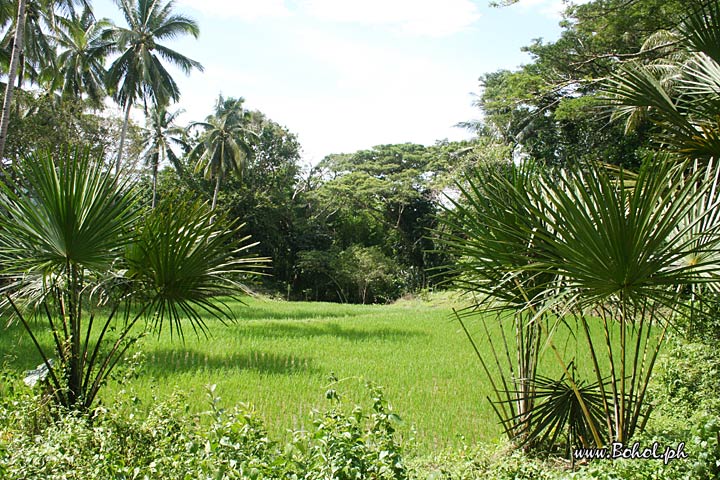 Rice Fields