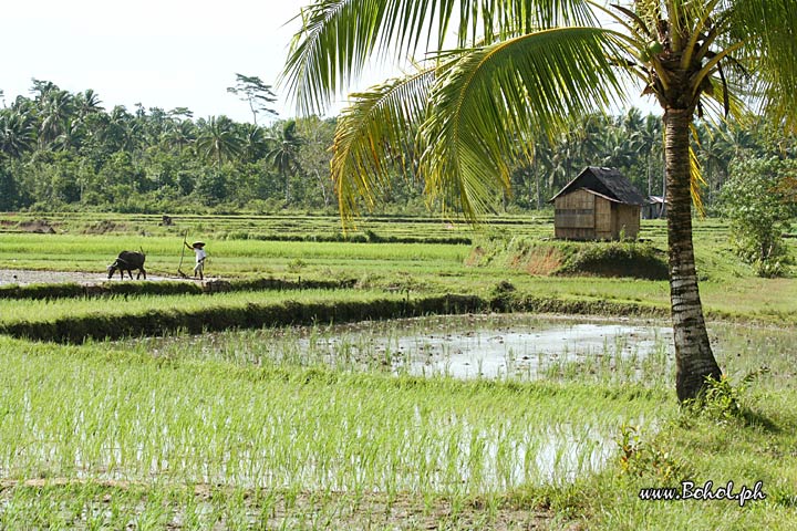 Ricefields