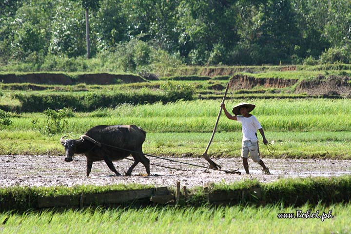 Rice Fields