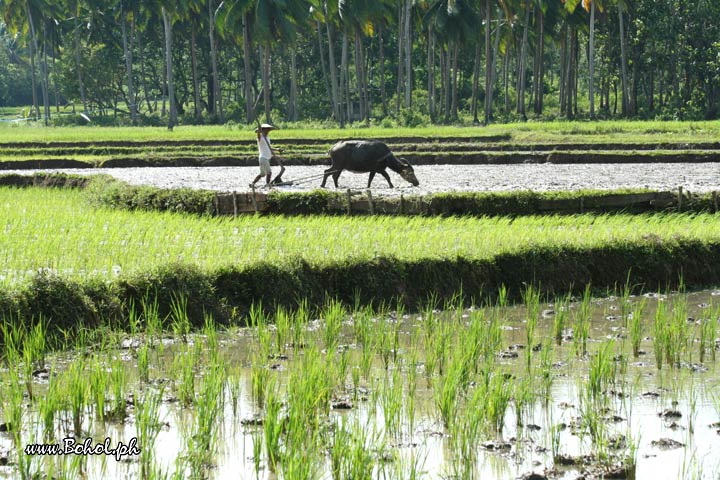 Rice Fields