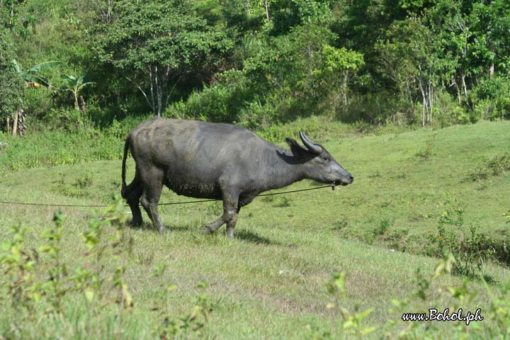 Carabao