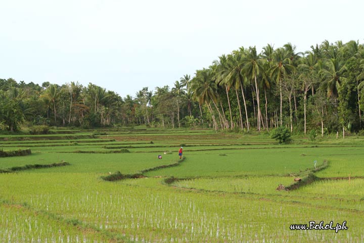 Rice Fields