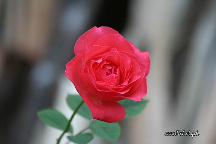 Red Rose