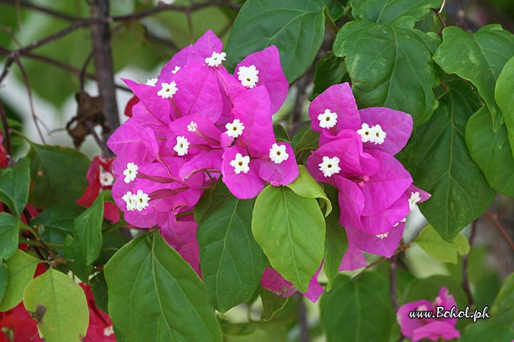 Bougainvillea  Flowers