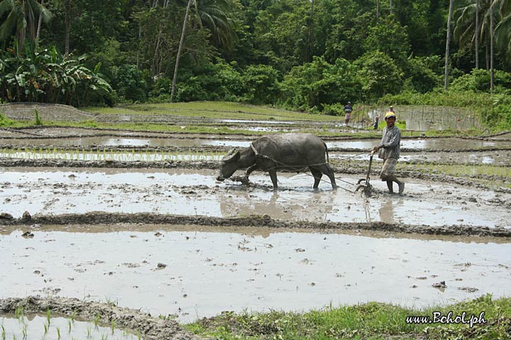 Rice Fields