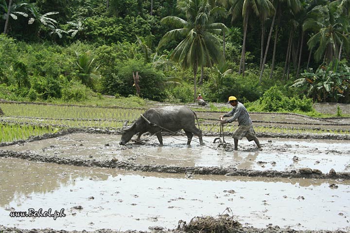 Rice Fields