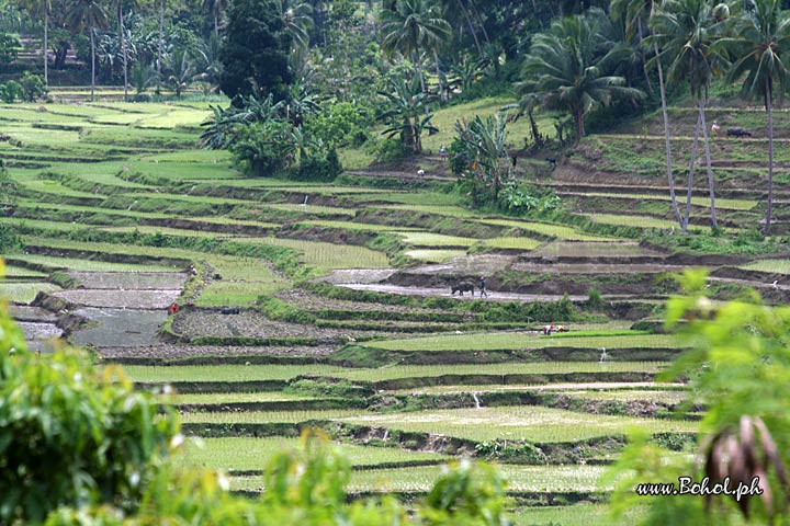 Rice Terraces