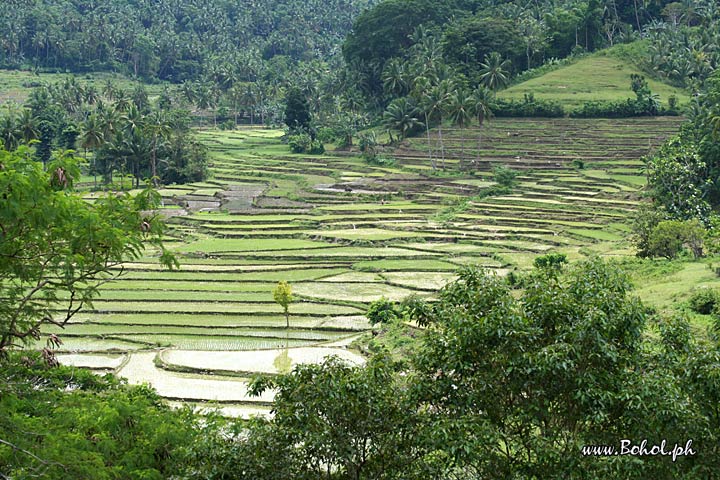 Rice Terraces