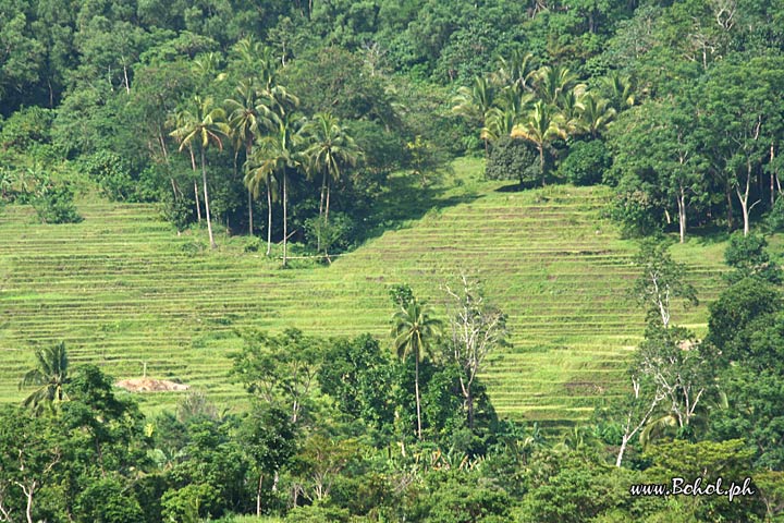 Rice Terraces