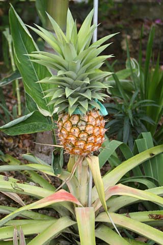 Pinya