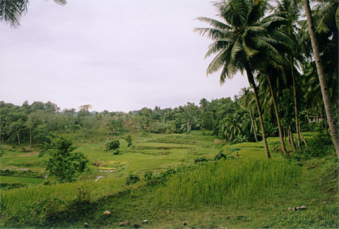 Rice Terraces