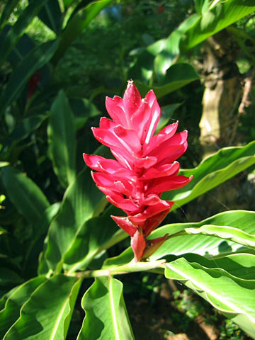 Red Ginger