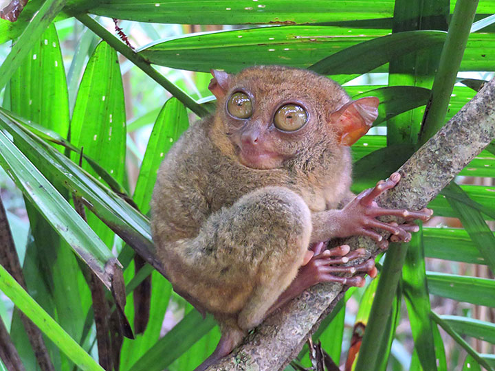 Philippine tarsier (Carlito syrichta)