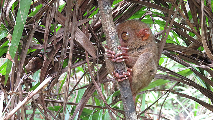 Philippine tarsier (Carlito syrichta)