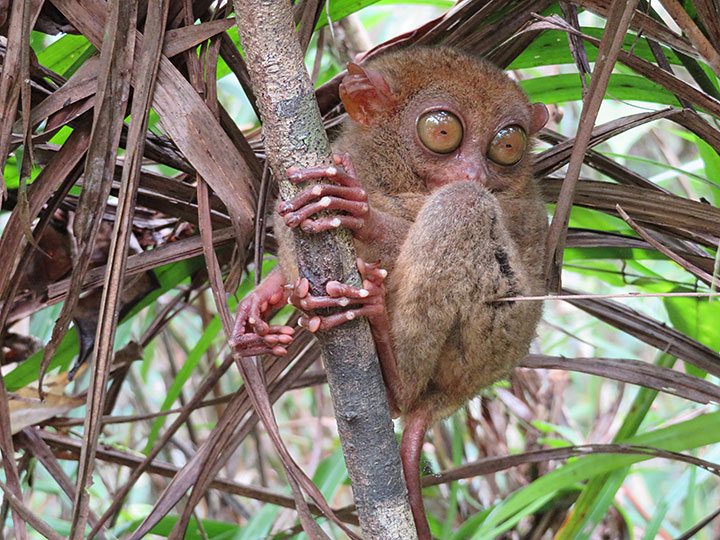 Philippine tarsier (Carlito syrichta)