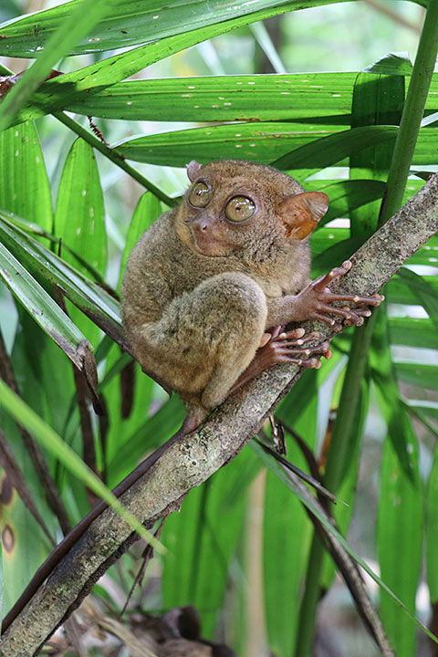 Philippine tarsier (Carlito syrichta)