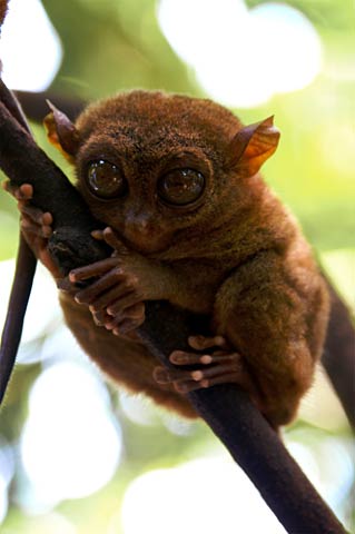 Philippine Tarsier