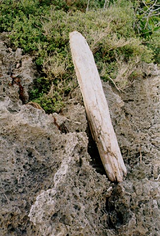 Driftwood