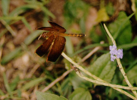 Dragonfly