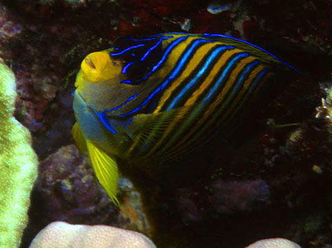 Regal angelfish