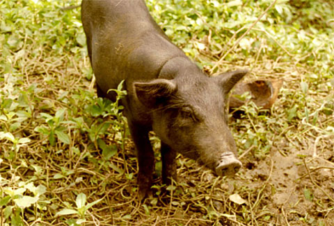 Native Pig