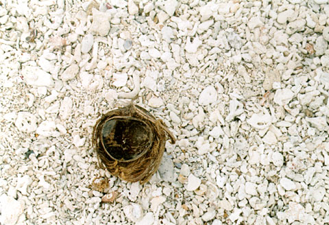 Coconut on Balicasag Island