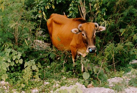 Cow