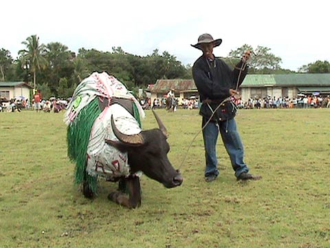 Carabao: Best in Talent